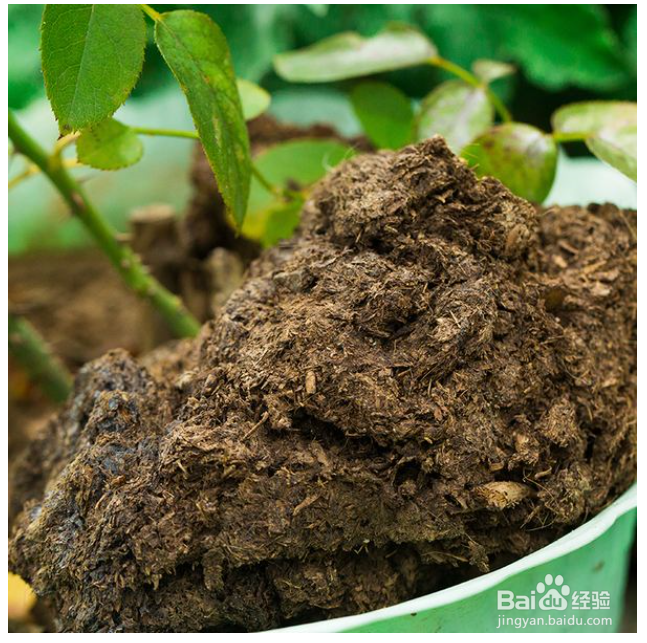 几种生活垃圾变身成花肥