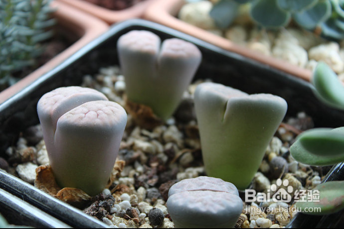 三伏天，损失惨重