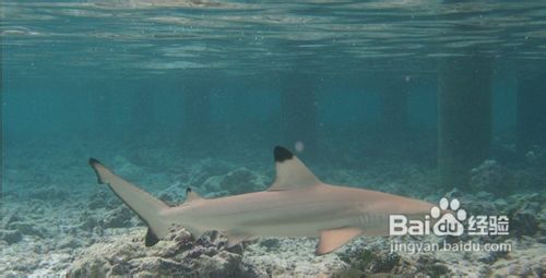 2012蜜月岛旅游攻略