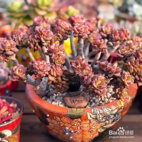 蜡牡丹的养殖方法和注意事项