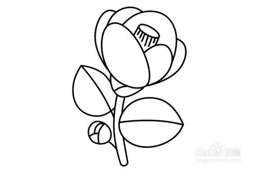 红色山茶花的画法