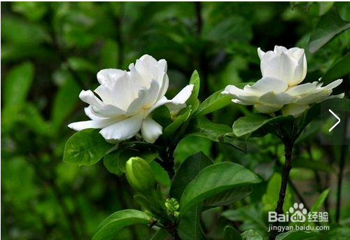 水培栀子花怎样生根快