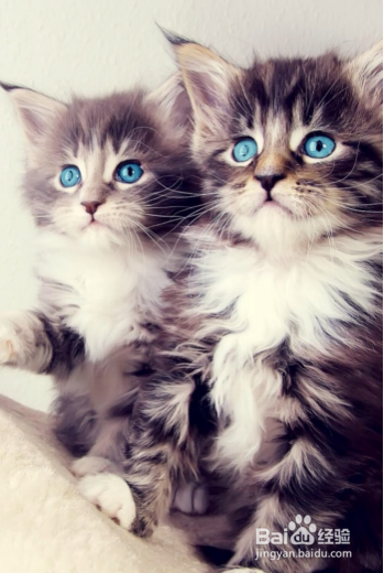 新猫入家门:怎么把它介绍给其他猫?