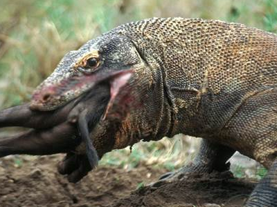 可以捕猎的野生动物有哪些