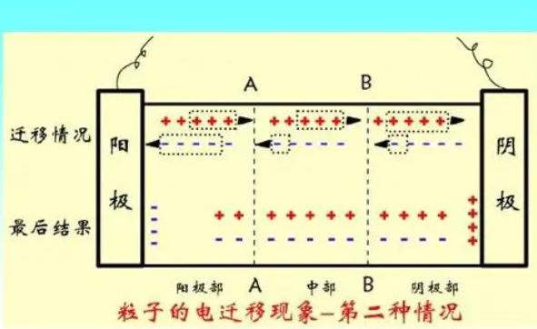 影响条带迁移速率的因素有哪些
