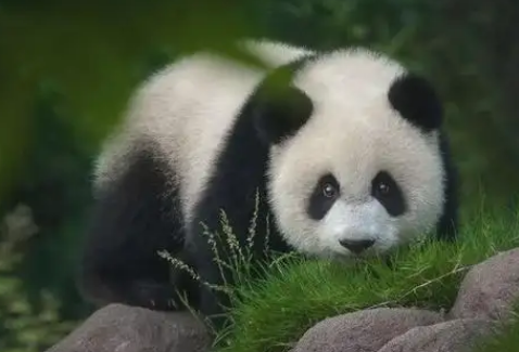 大熊猫是国家几级保护动物