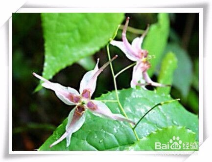 两仙炖乳鸽,提升生育力。