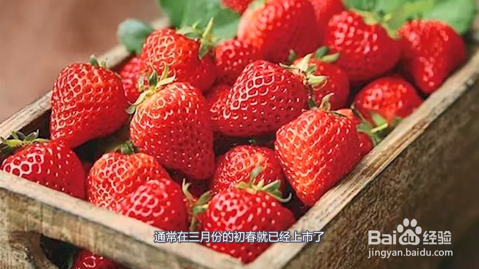 草莓什么季节成熟