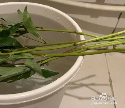 醒玫瑰花的正确方法和技巧