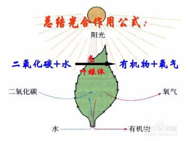 绿色植物如何获取能量