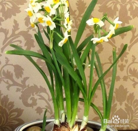 水仙花怎么催花