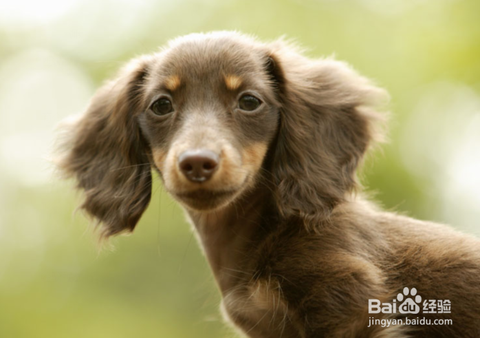 训练狗狗排泄的九大方法你知道吗?