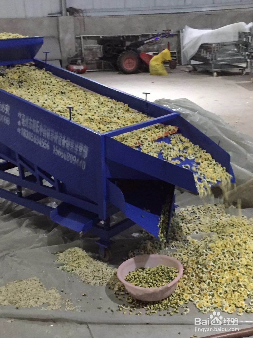 金丝皇菊、苏北菊烘干工艺