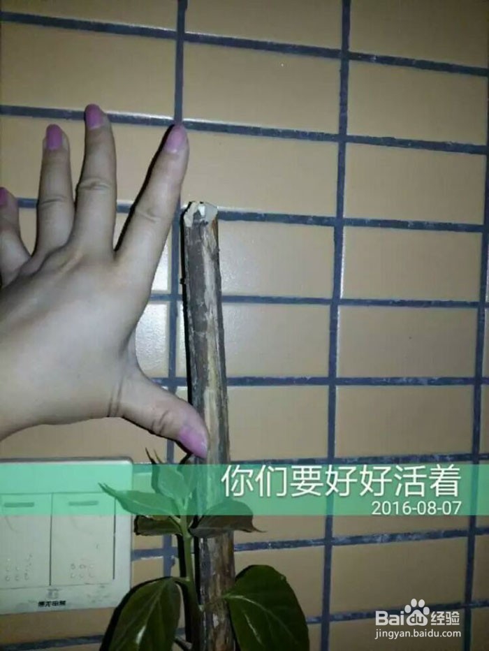 出差后自动浇花出门自动浇灌滴水花草保命方法