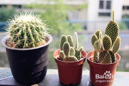 春季是白殿疯的高发季节