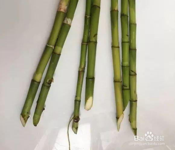 水养富贵竹养几根禁忌