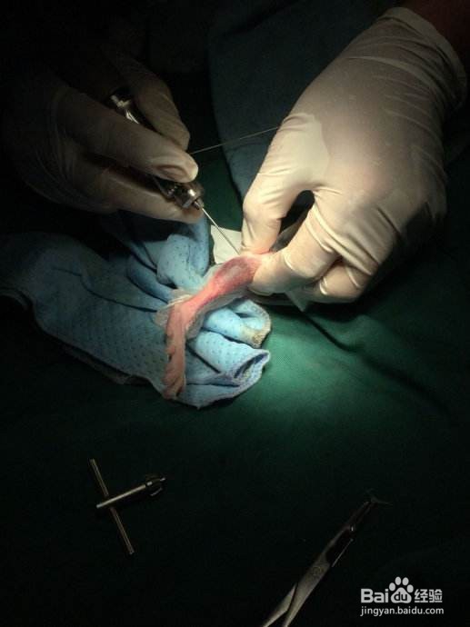 龙猫骨折怎么办