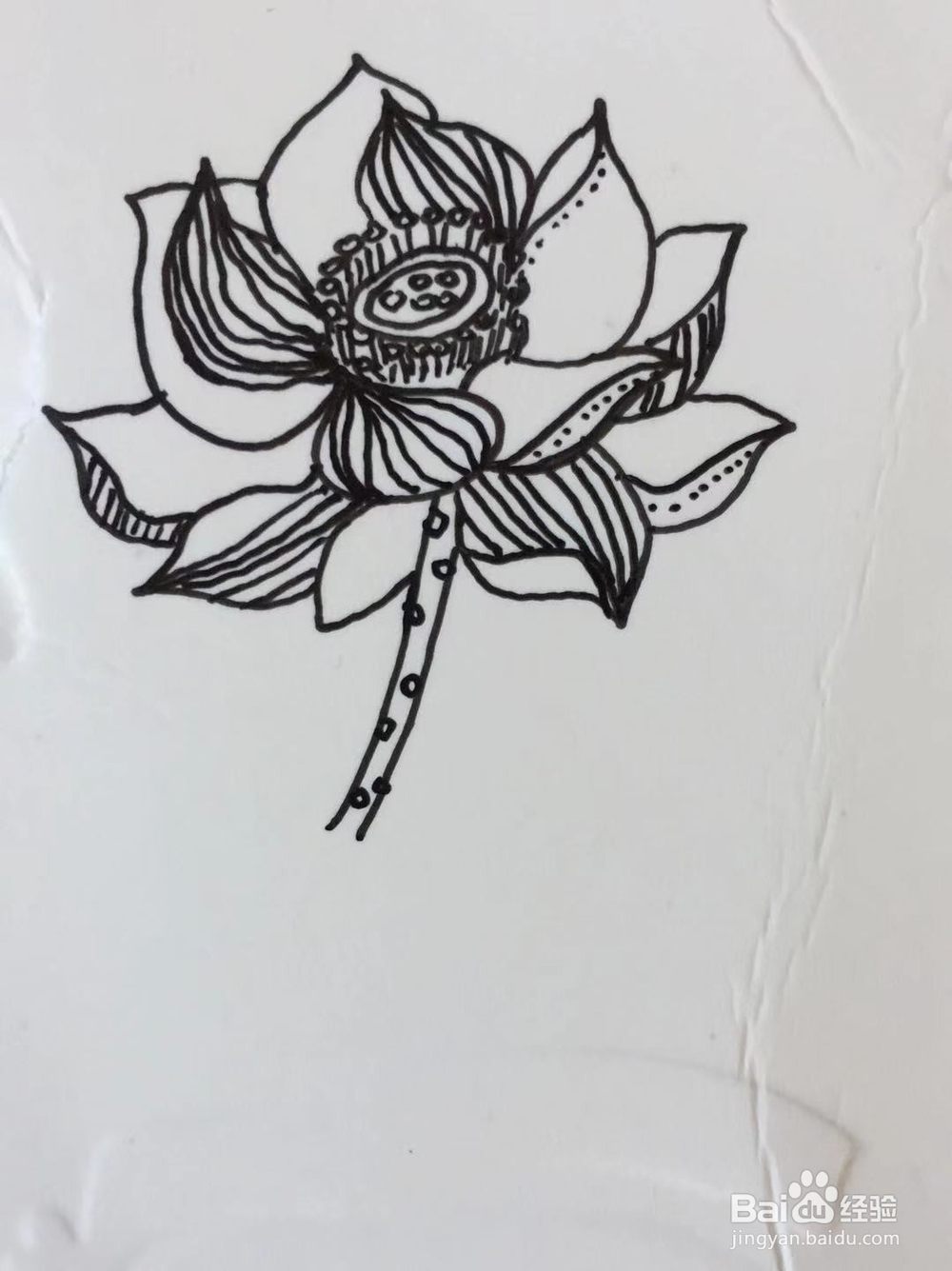插画教程之莲花