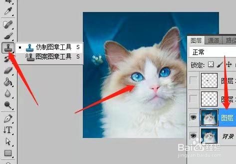 用PS制作动态猫咪表情包