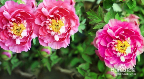 牡丹花价格