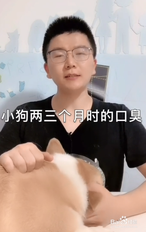 狗狗口臭怎么办?