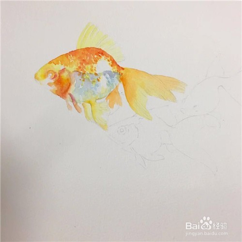 简笔画：金鱼的画法