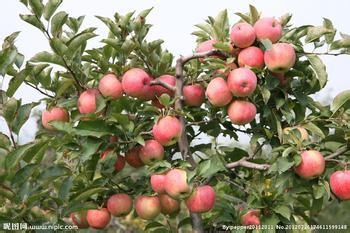 秋天女人最应该吃的水果