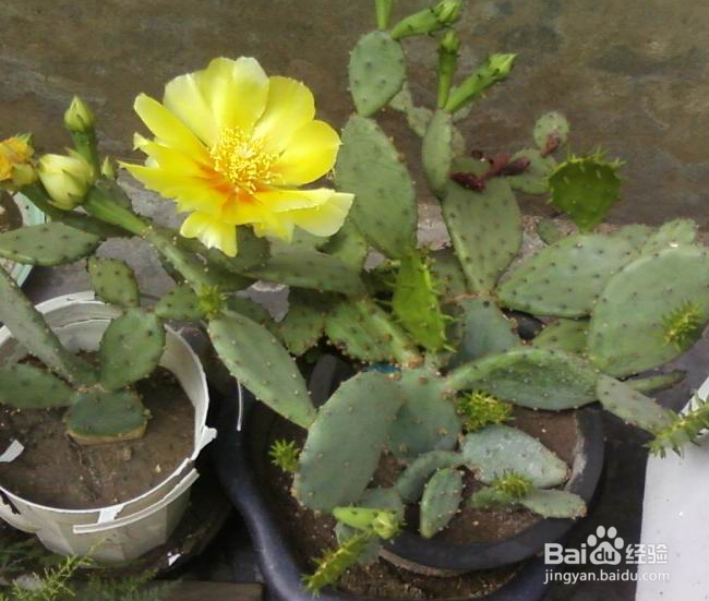 14种植物放入室内的奇异功效----一定要看哟