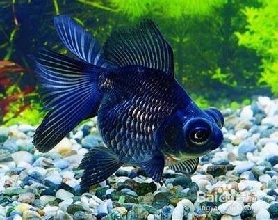 你不知道金鱼错误养殖方法,致金鱼过早死亡。