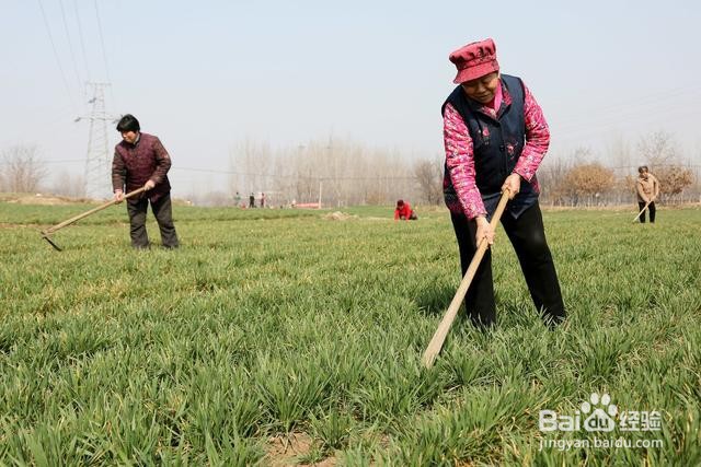 豆子种植方法