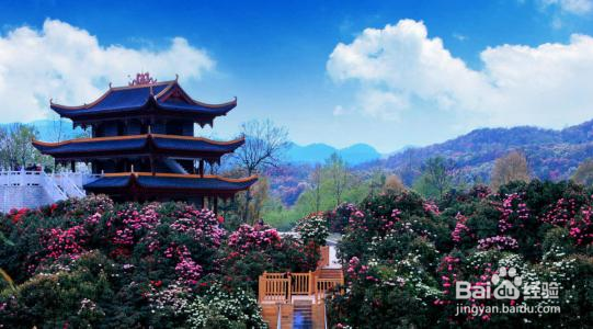 贵州百里杜鹃旅游攻略