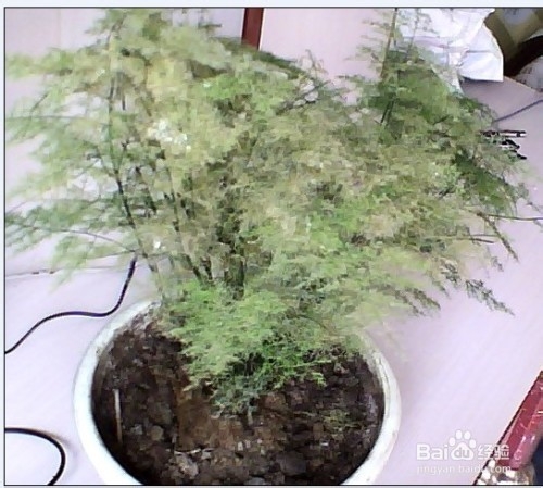 文竹叶子枯黄怎么办？