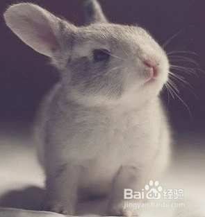 怎么养兔子，可爱的兔兔哟