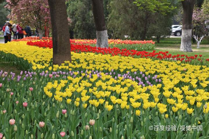 郁金香夹箭的处理方法