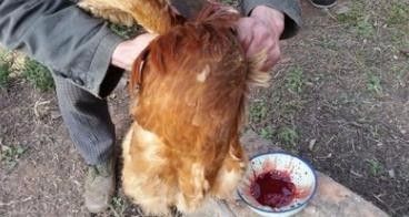 怎样杀鸡比较简单