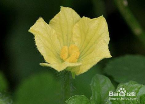 怎样制作西瓜糖吃瓜中之王要注意什么?