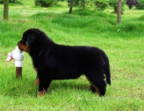 给短毛狗梳毛的手法