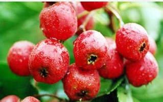 吃了这6种食物,能让你的血管更好。