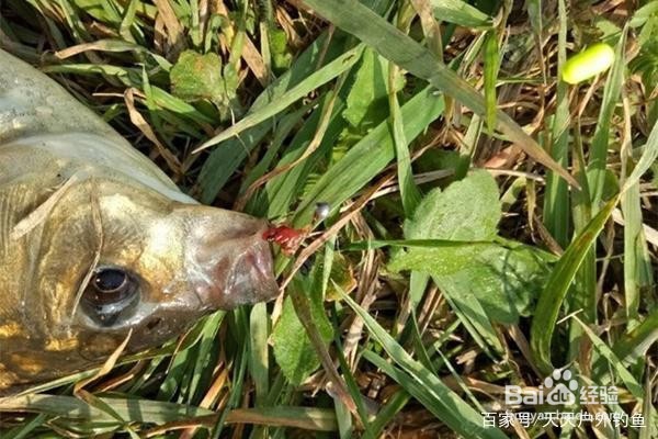 野钓大鲫鱼，还是这种钓法