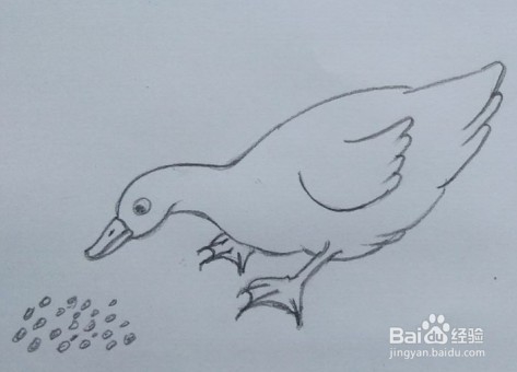 <b>鸭子画法教程（1）画鸭子吃东西的方法、步骤</b>