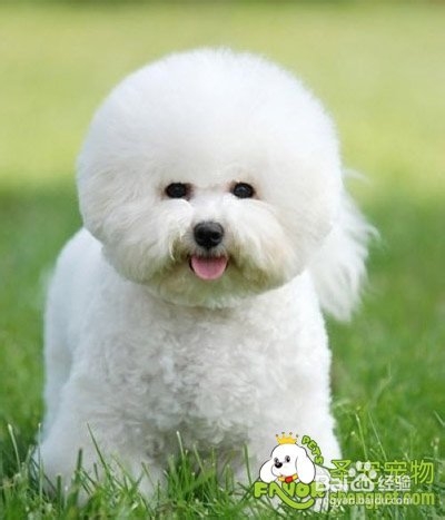 参赛比熊美容的标准是什么