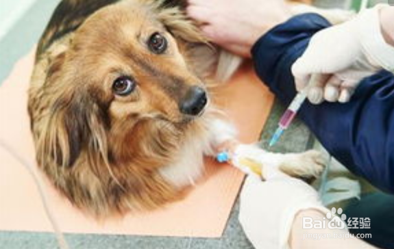 关于狂犬病你必须知道的事