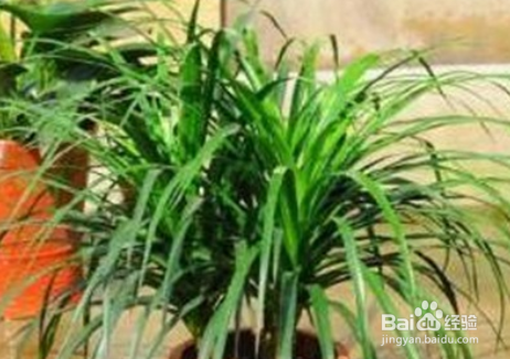 龙须树冻伤怎么办