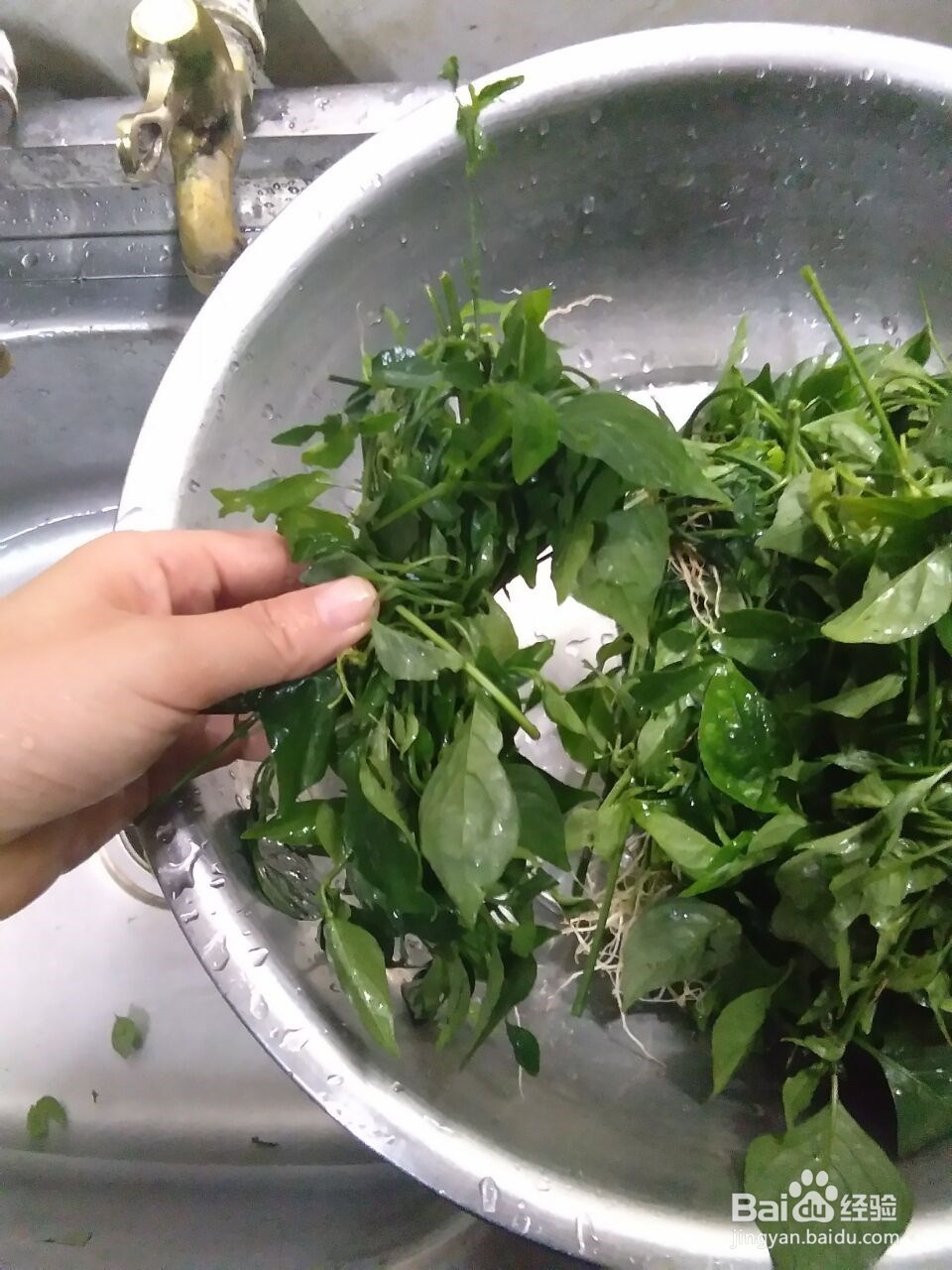 枸干豆腐凉茶