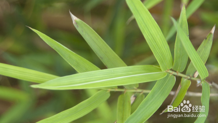 内科疾病的小偏方：[3]感冒特效理疗小偏方