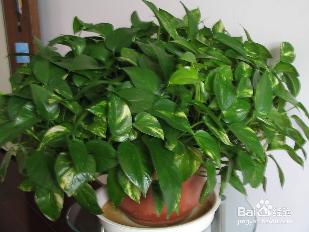 绿萝的作用有哪些?