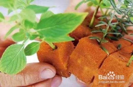 绿萝扦插小妙招:加上这一个步骤,分分钟爆盆,妥妥的!