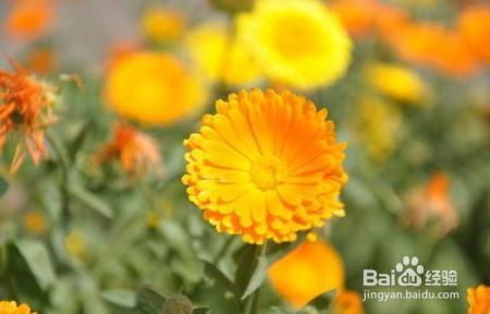 路边随手摘了几颗花种扔到土里，不花一分钱，阳台变成小花园！