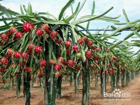 关于火龙果,你需要知道的N个知识点