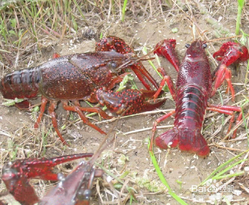 我的龙虾情缘：[3]甩卖龙虾